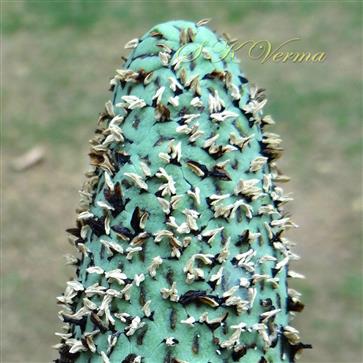  Spadix-a part